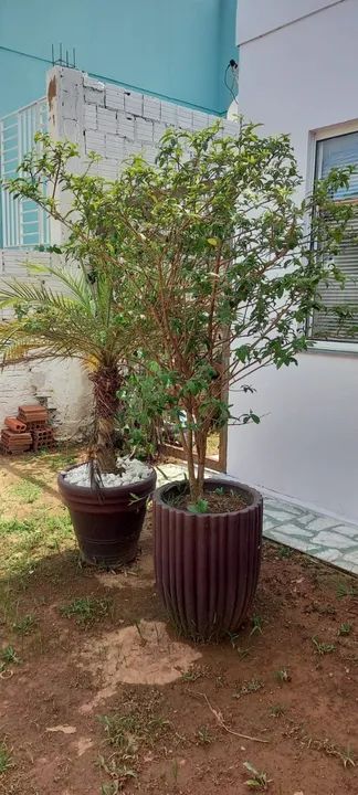 Manacá da Serra e Fênix  - Foto 2