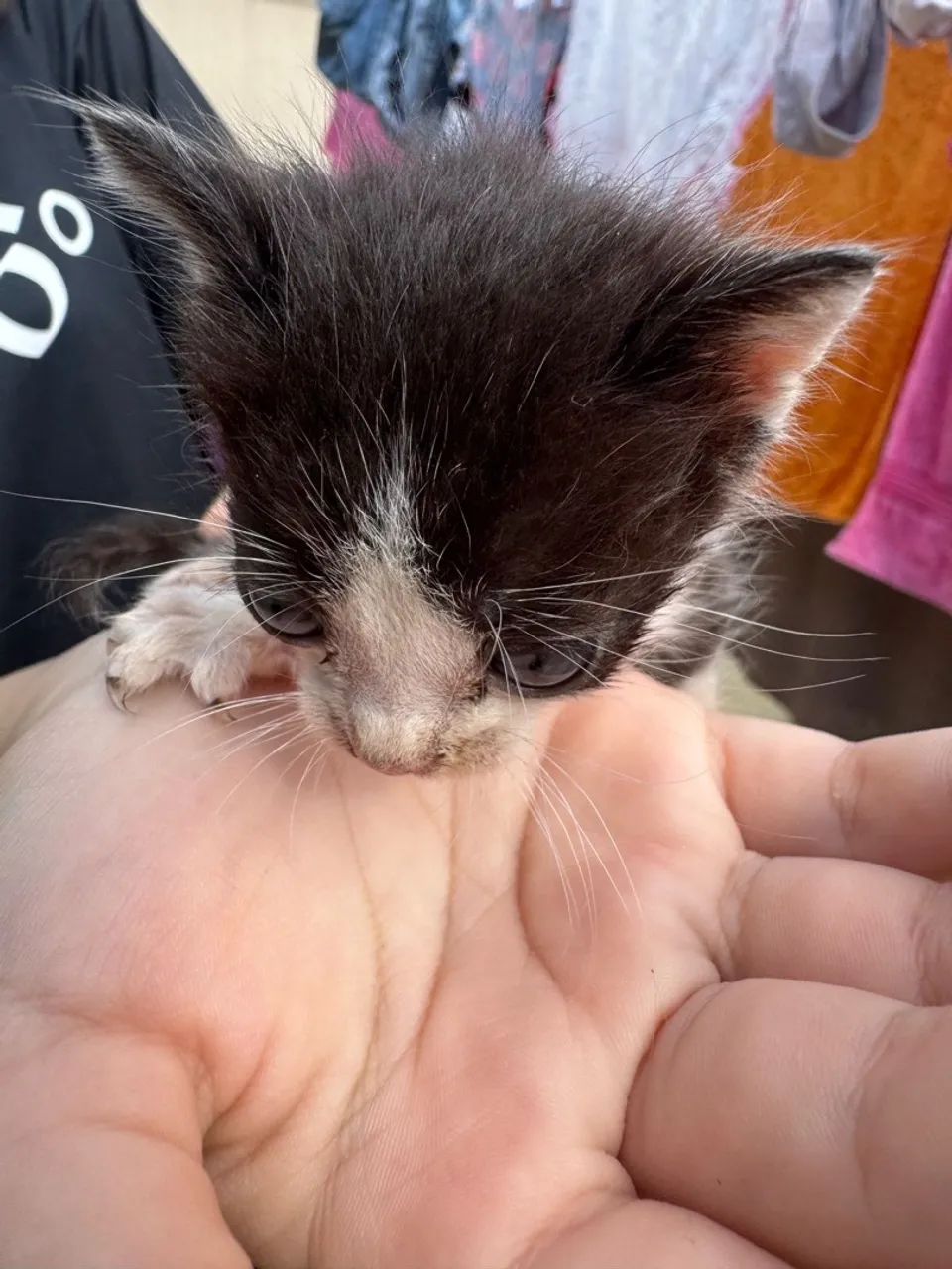 Gatinho preto e branco disponível para adoção