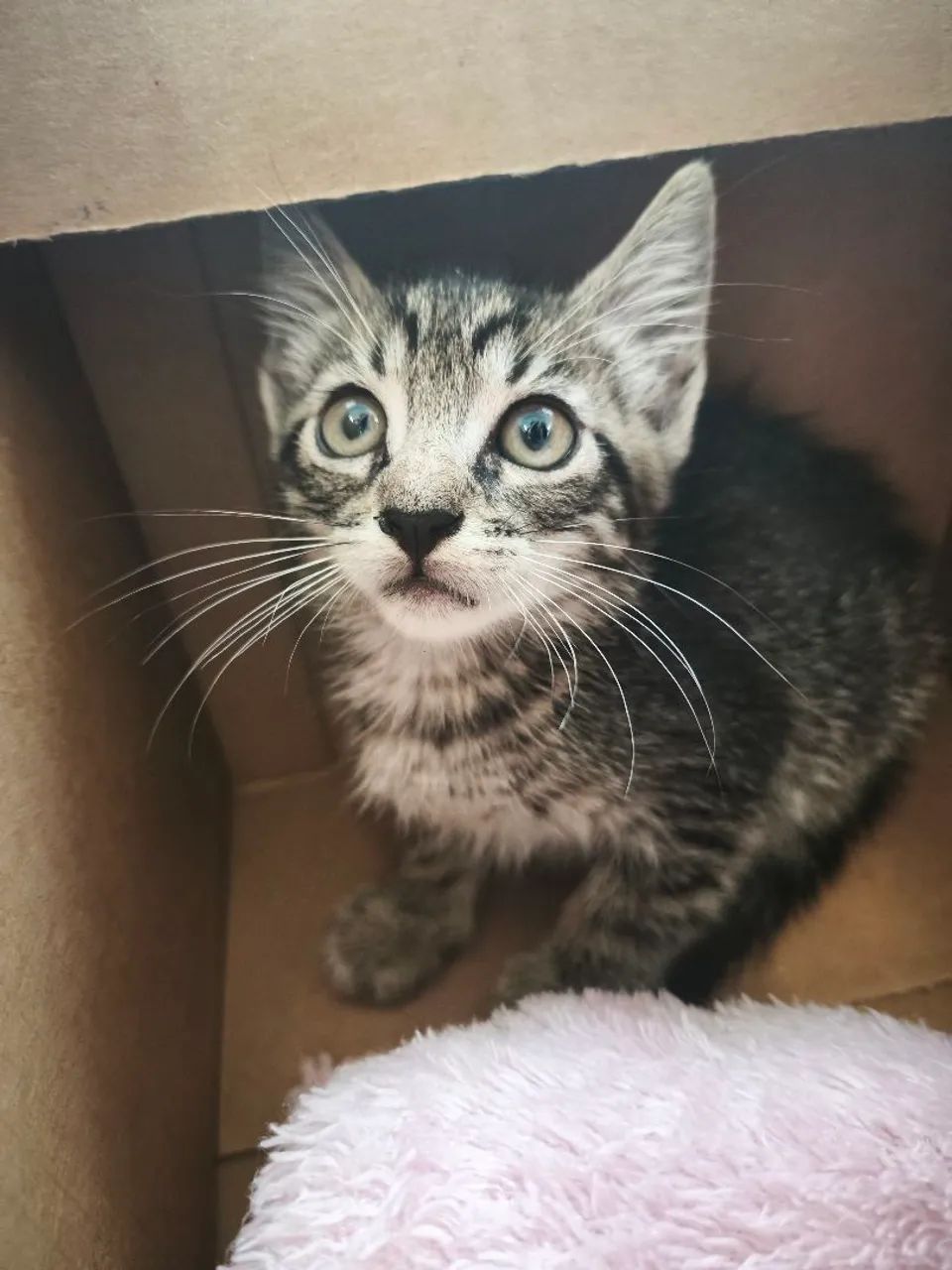 Gatinho filhote para doação  - Foto 2