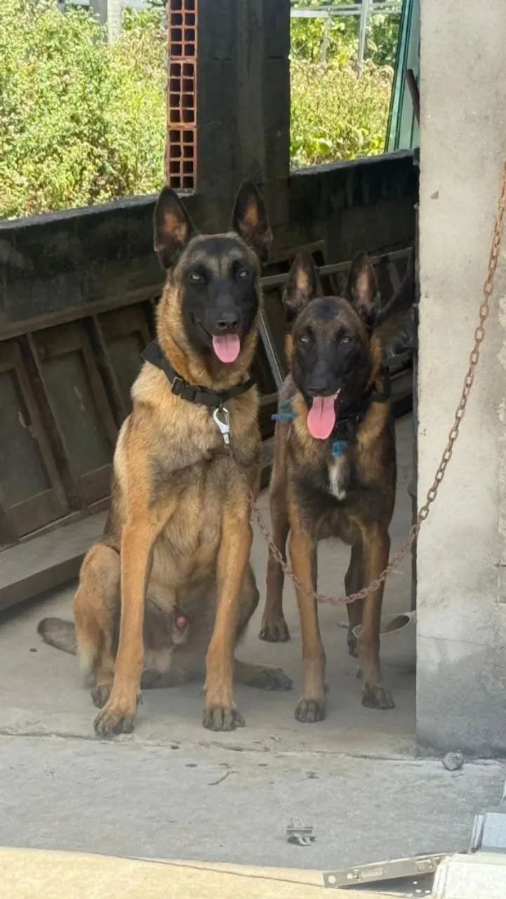 Pastor Belga Malinois puro - Foto 6