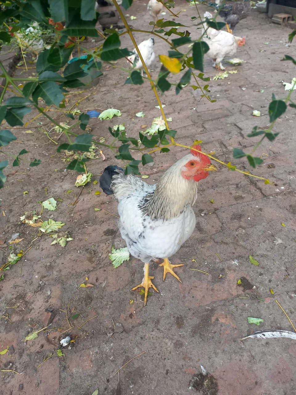 Vendo galos novos ,de 100,00 e 120,00