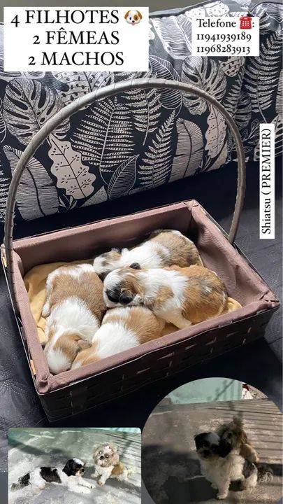 Filhotes Shih Tzu - Lindos e Carinhosos - Foto 4