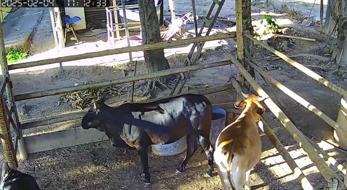 Vendo bezerros e bezerras - Foto 5