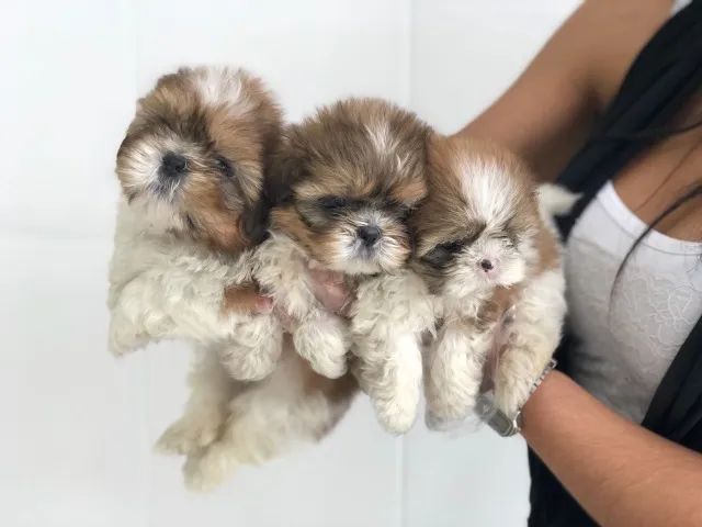 Shih tzu Padrão CBKC - Foto 2