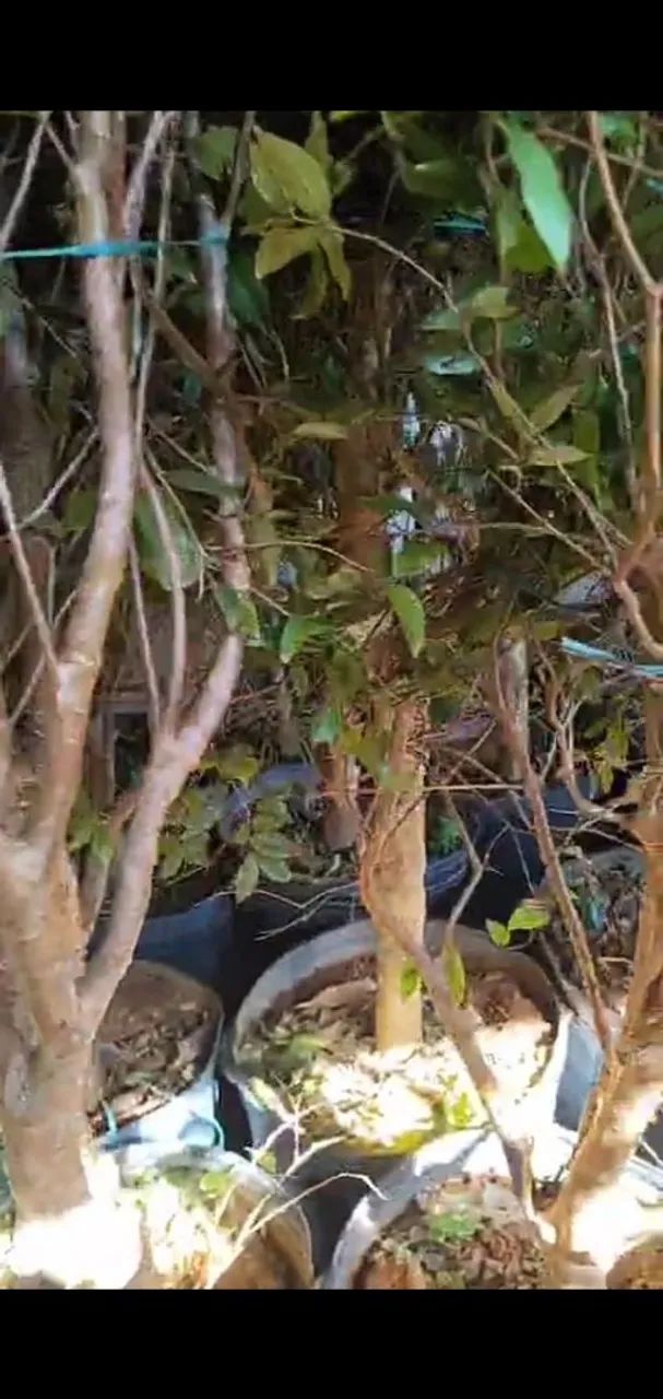 Jabuticabas Hibridas e Sabará - Foto 4