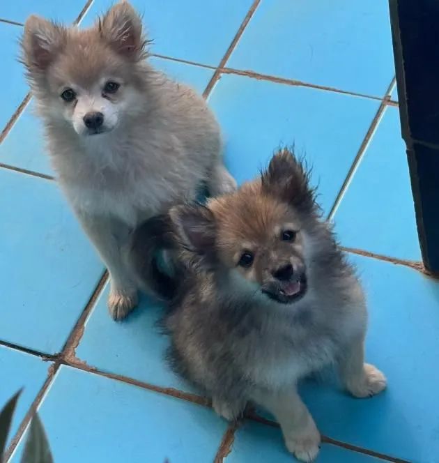 Spitz Alemão Filhote  - Foto 4