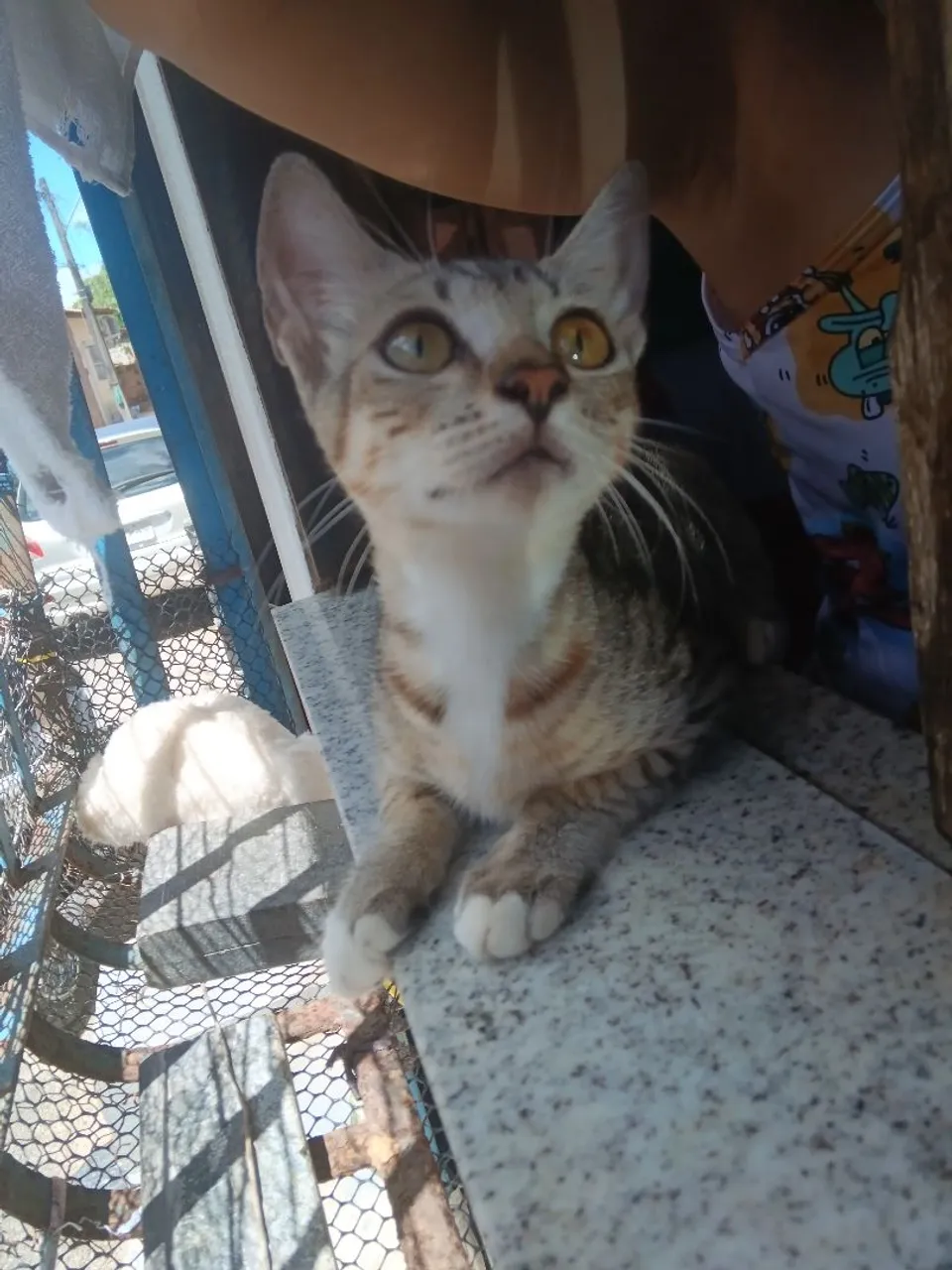 Gatinho filhote para adoção (castração garantida)