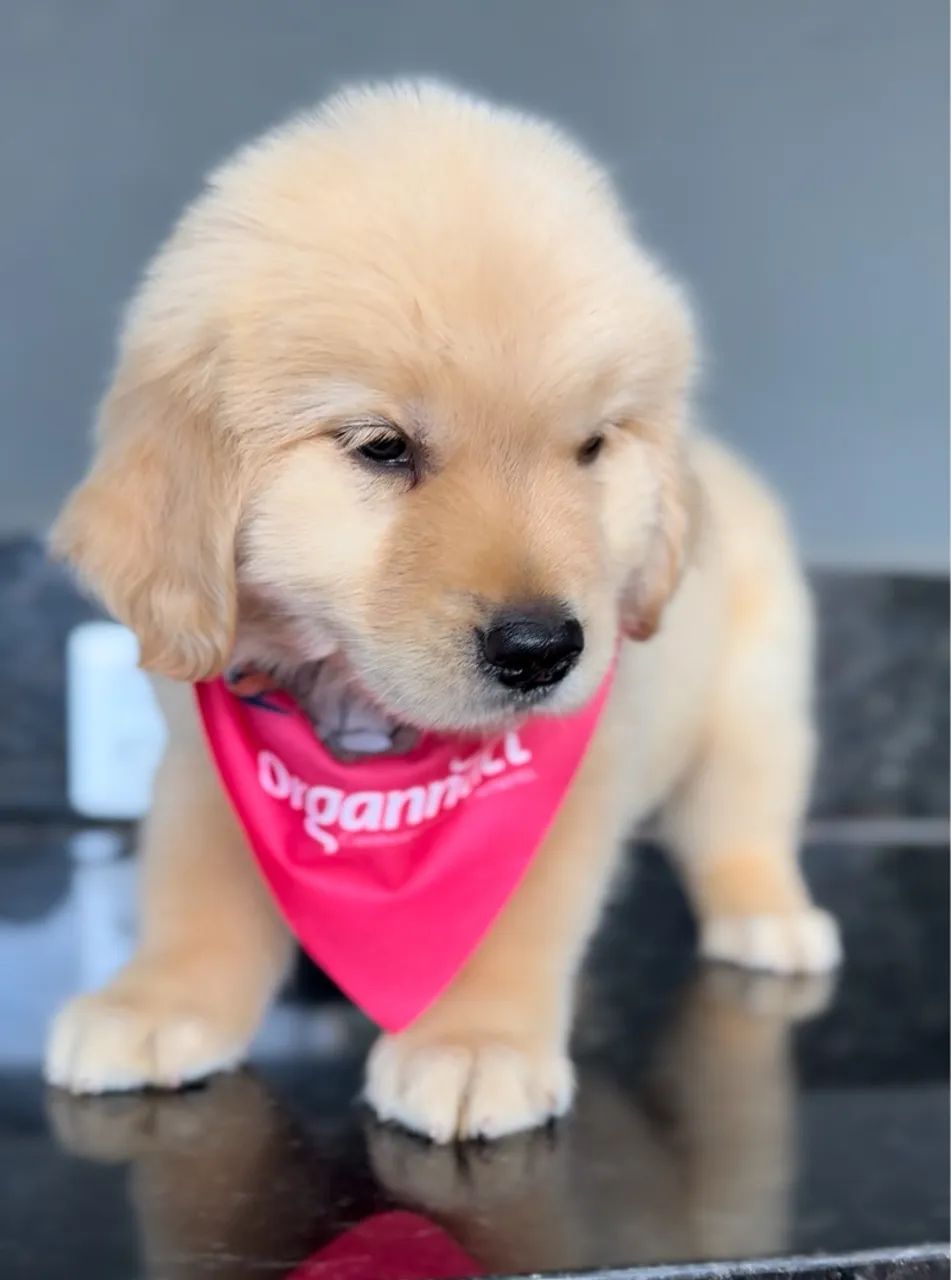 Filhote Golden Retriever - Puro Sangue - Foto 2