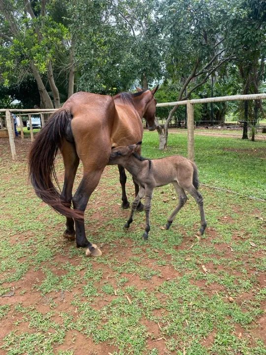Égua Mangalarga Marcha - Picada - Foto 3