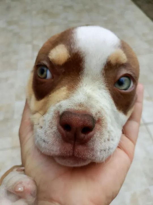 Filhote de American Bully, puros com procedência!! - Foto 4