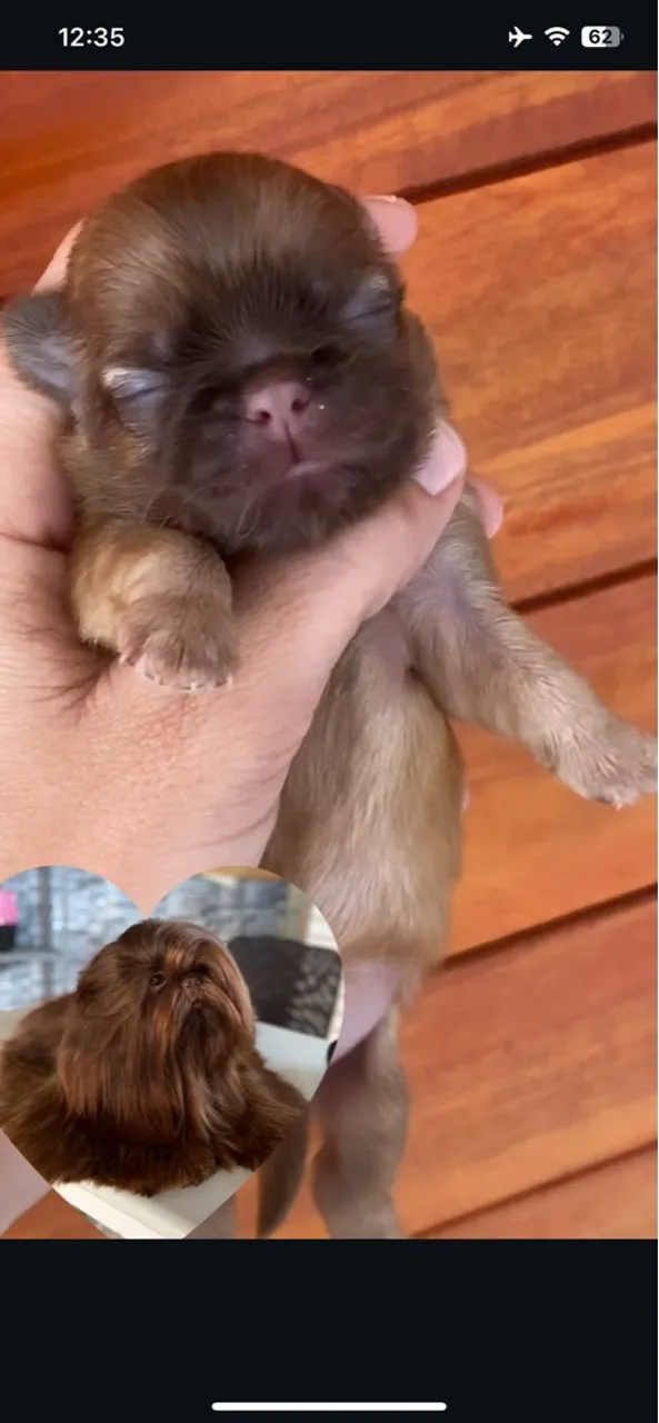 Filhote Shih Tzu Macho - Pelagem Marrom