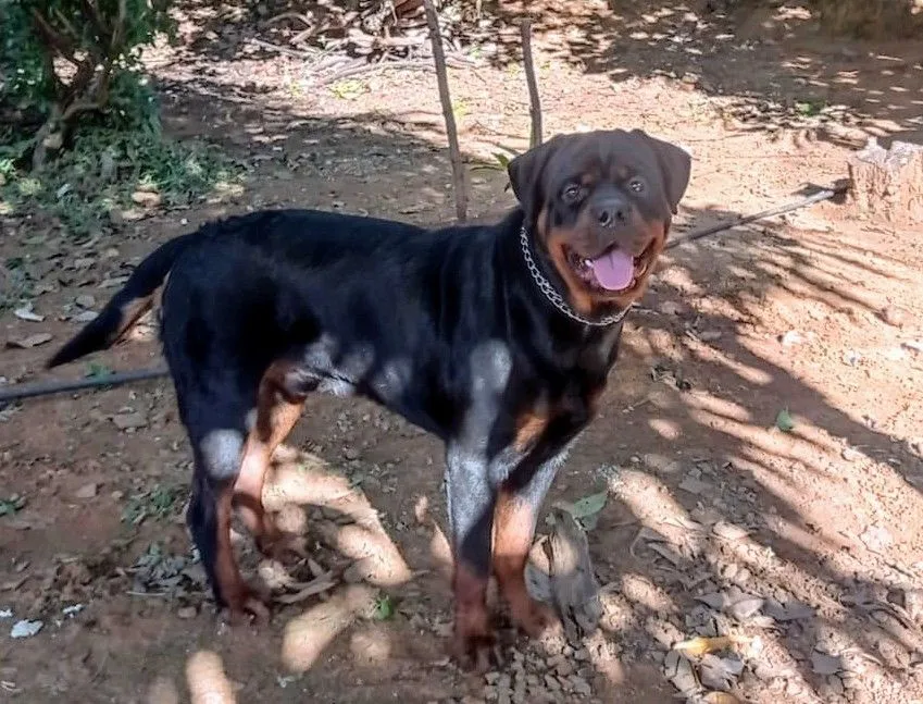 Rottweiler Macho