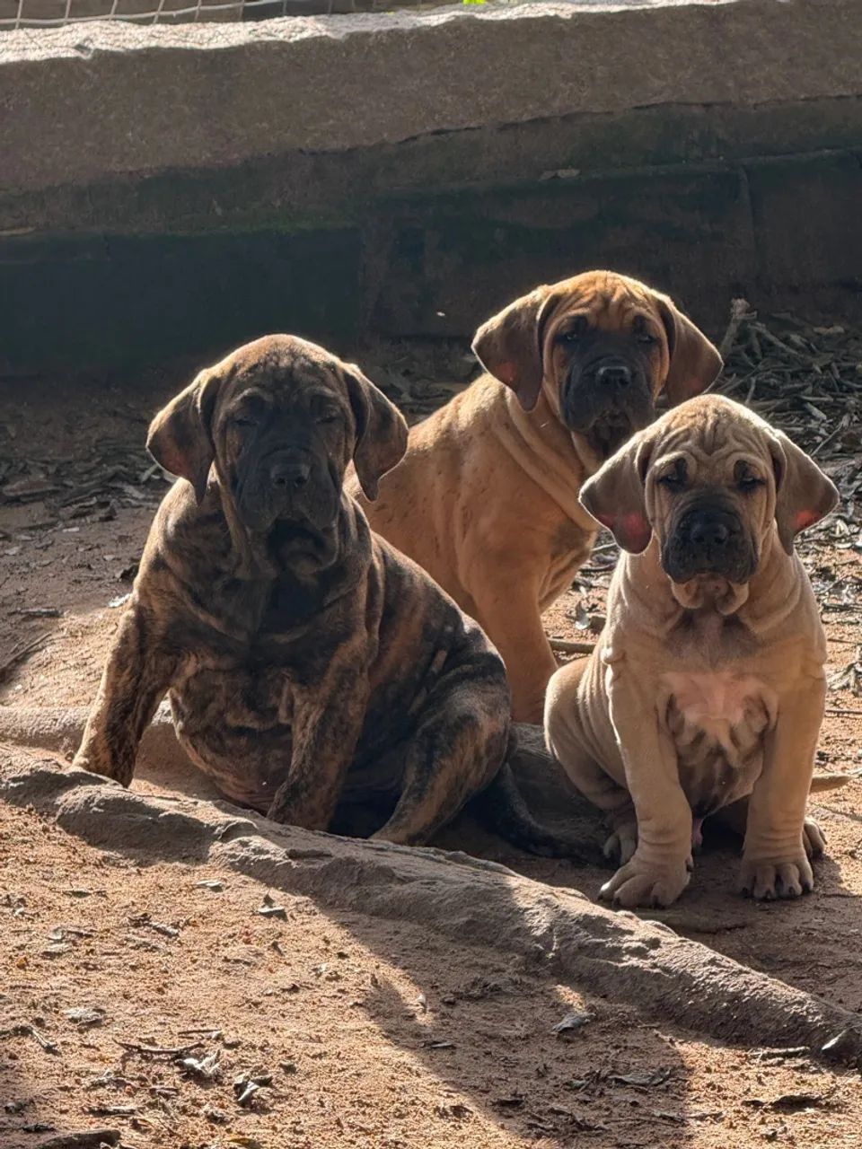 FILHOTES DE FILA BRASILEIRO 