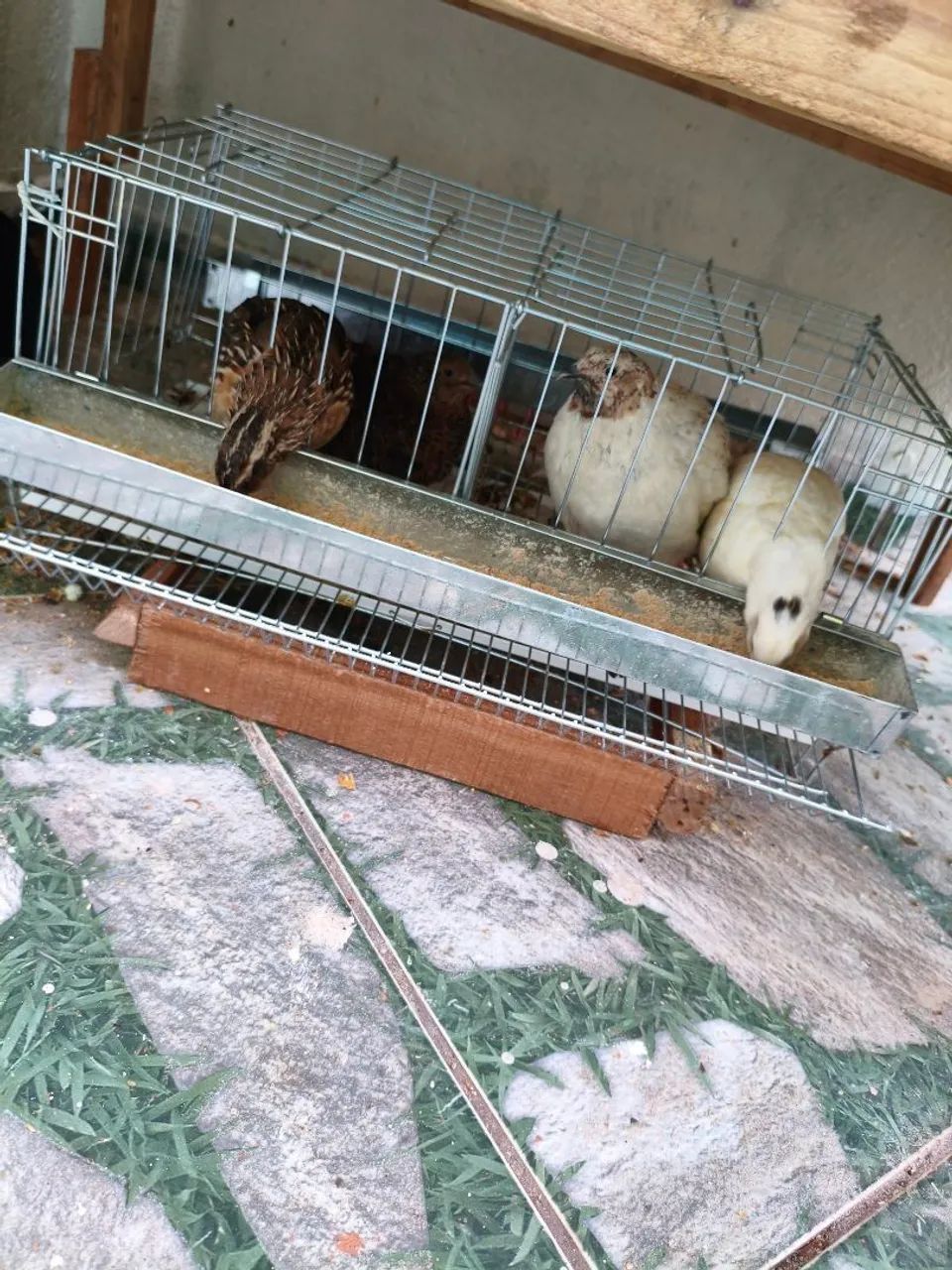 Gaiola para codornas 