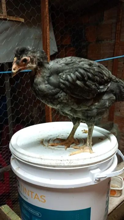 Frango gsb  - Foto 2