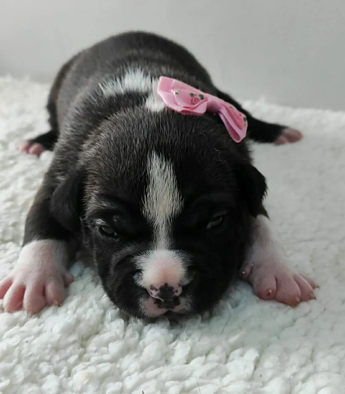 Filhotes de American Bully exotic