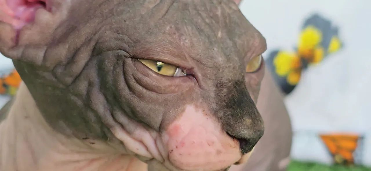 Filhote gato Sphynx disponível pronta entrega envio ou retirada - GATIL ZAIDAN N1 Brasil - Foto 2