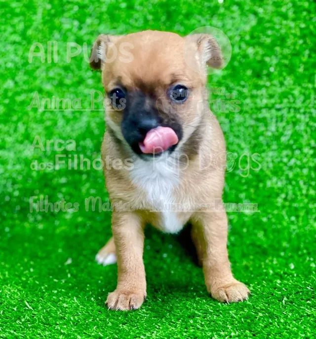Chihuahua, filhotes com parcelamento em até 12x sem juros! - Foto 3
