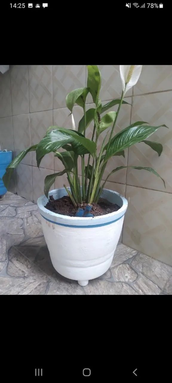 2 Vasos de Planta em Cimento - Foto 6