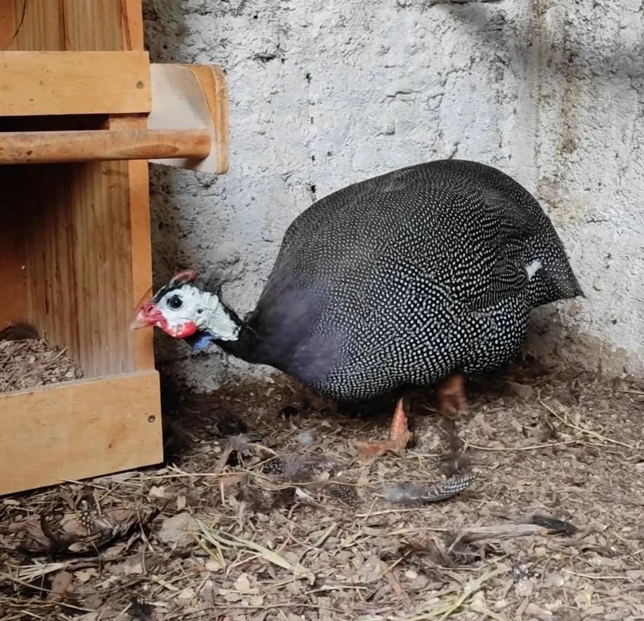 Galinha da angola gigante 