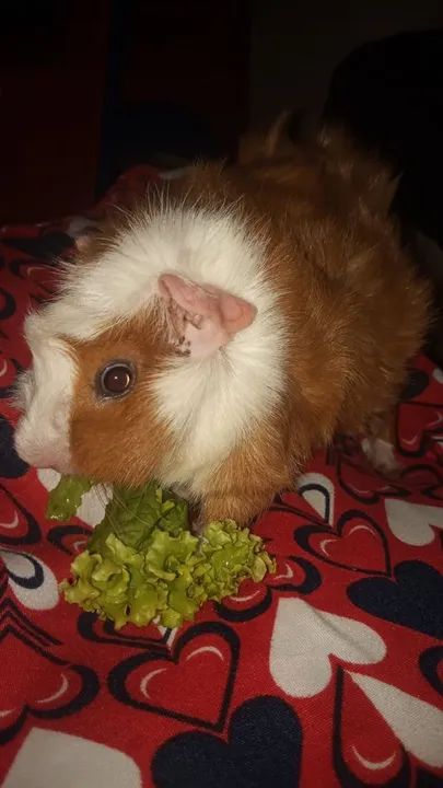 Porquinho da india de 5 meses - Foto 5