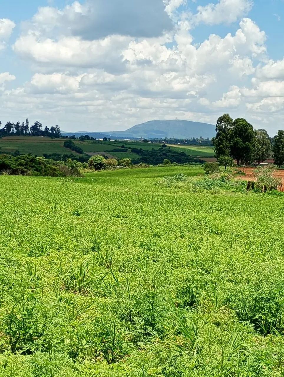 Terreno módulo rural região florestal 