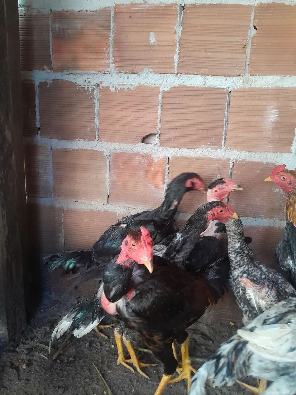 Frangos para venda 80 e70 cada - Foto 3