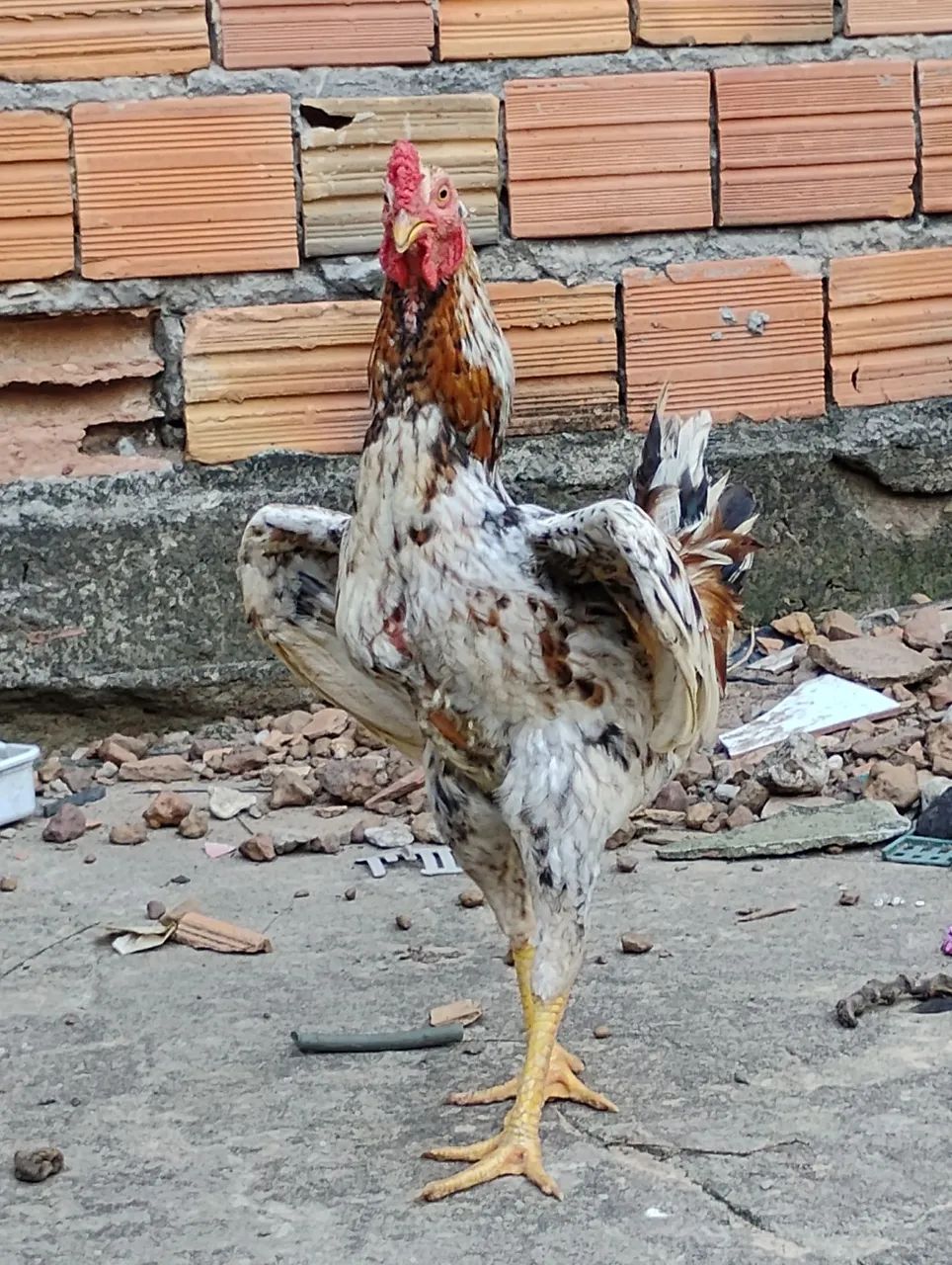 Galo