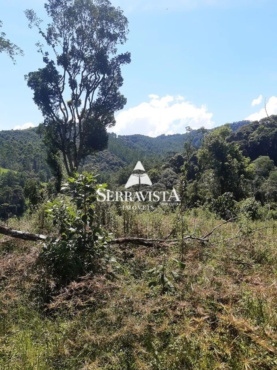 Área para reflorestamento com 57,4 hectares - Foto 5