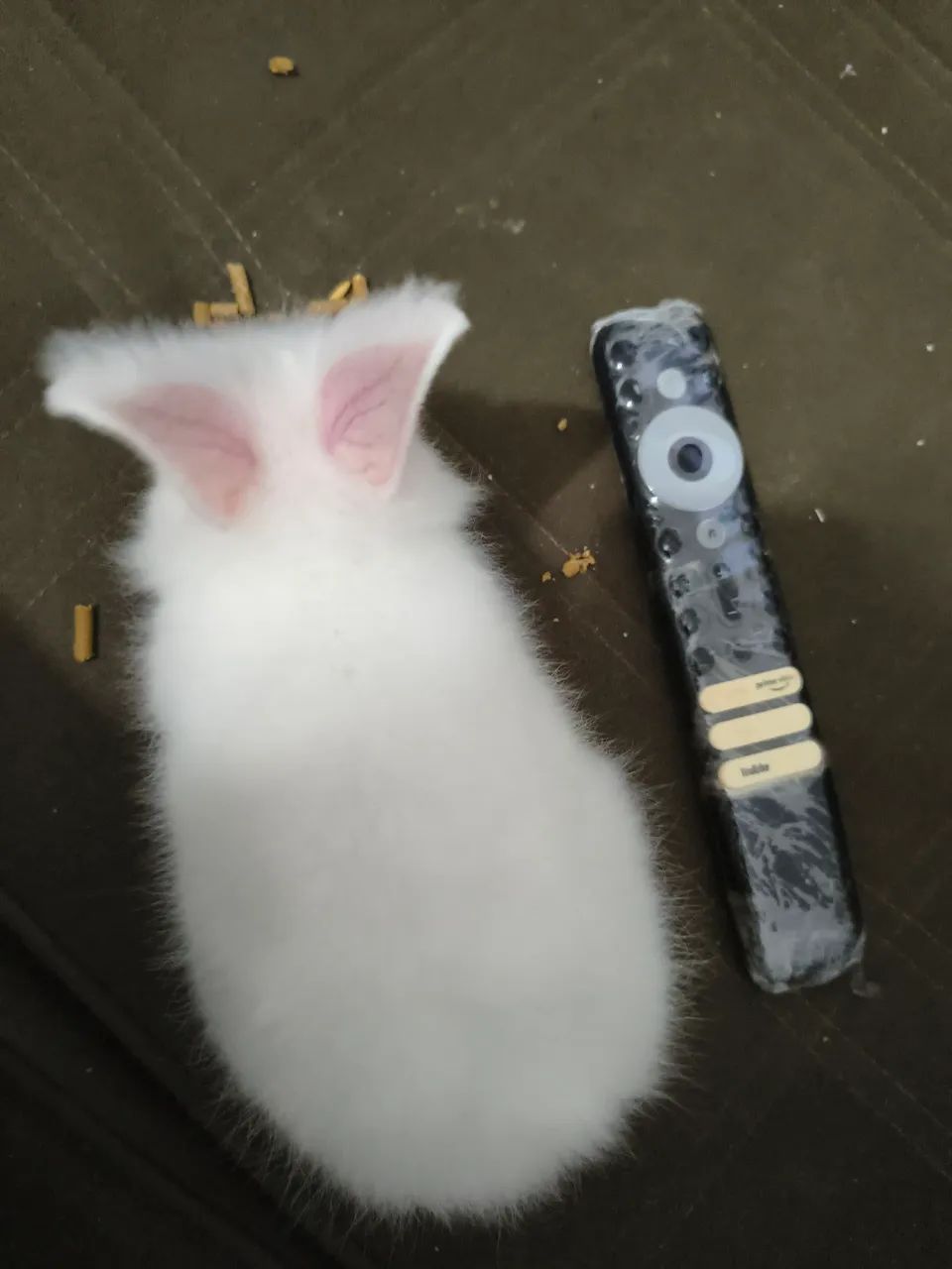 Mini lion - Foto 4