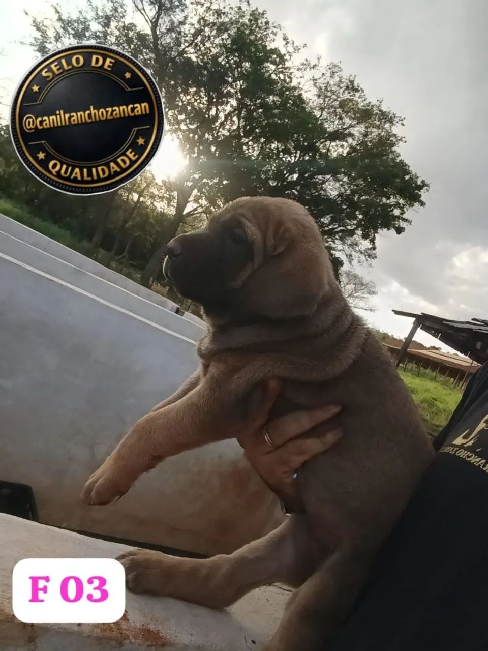 Fila brasileiro 
