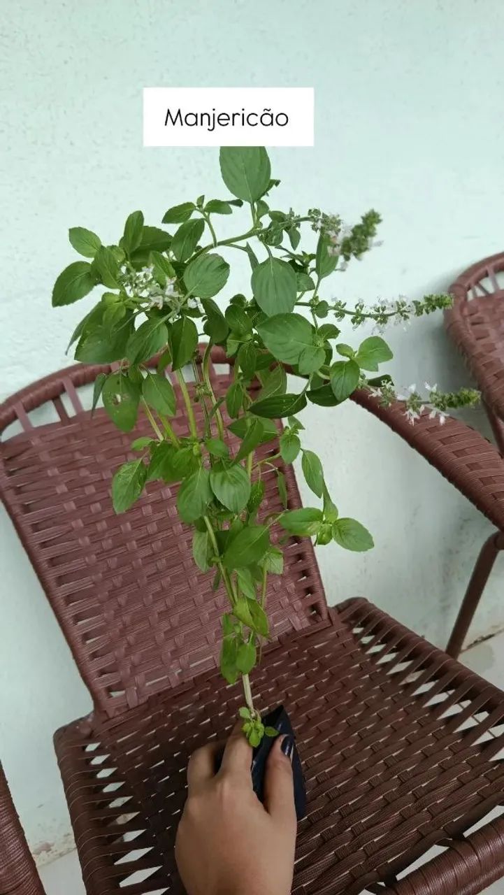 Plantas  - Foto 4