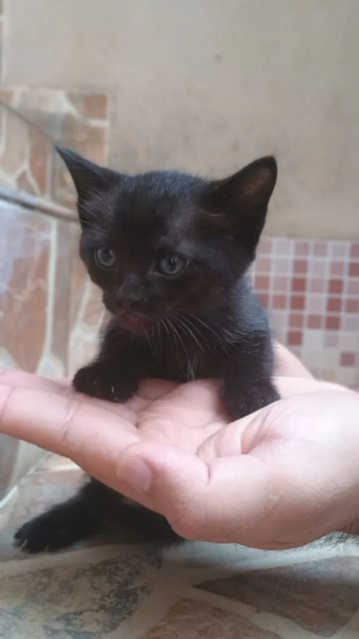 Doação de gatinhos filhotes - Foto 4