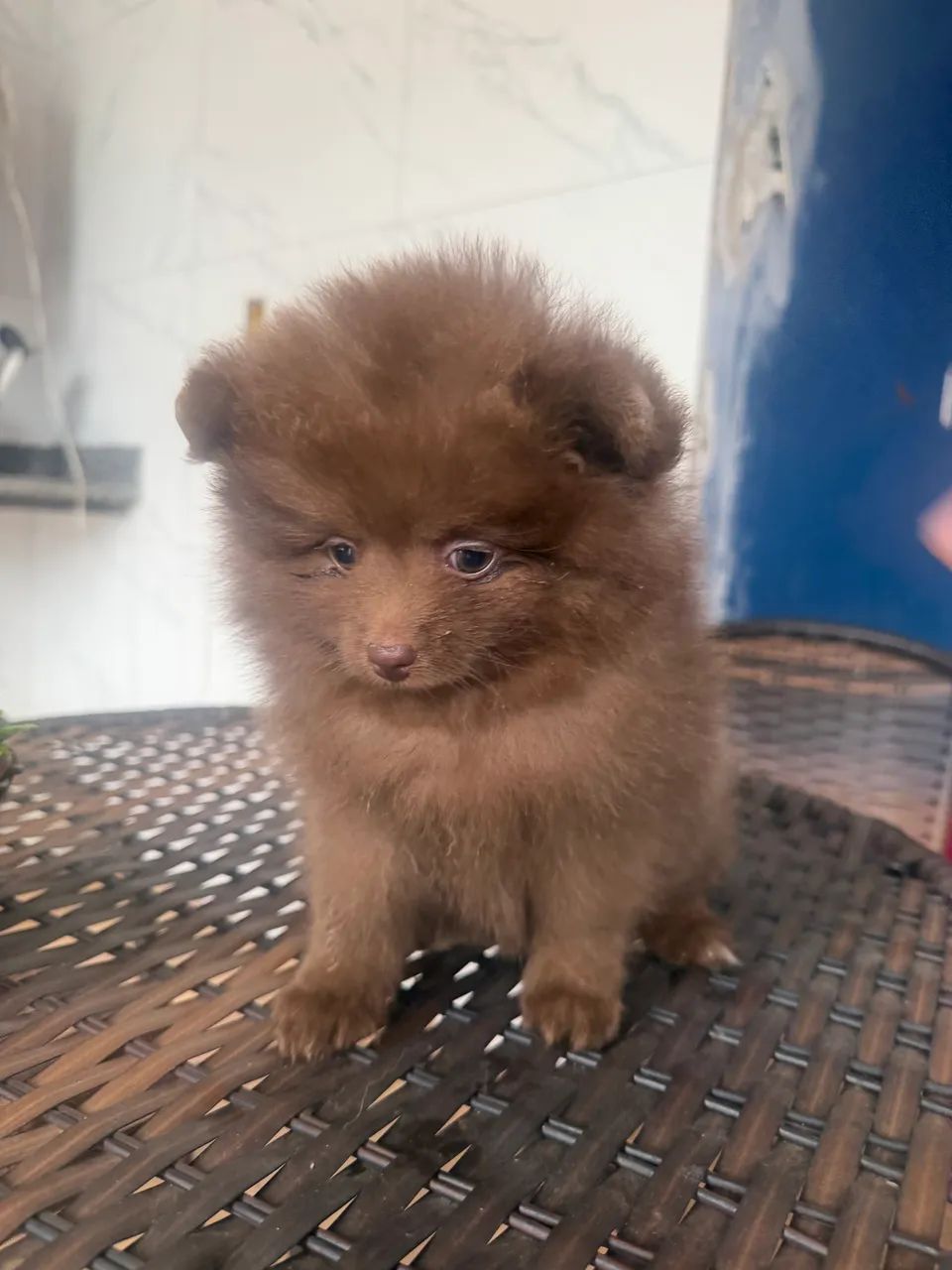 Spitz alemão  - Foto 4