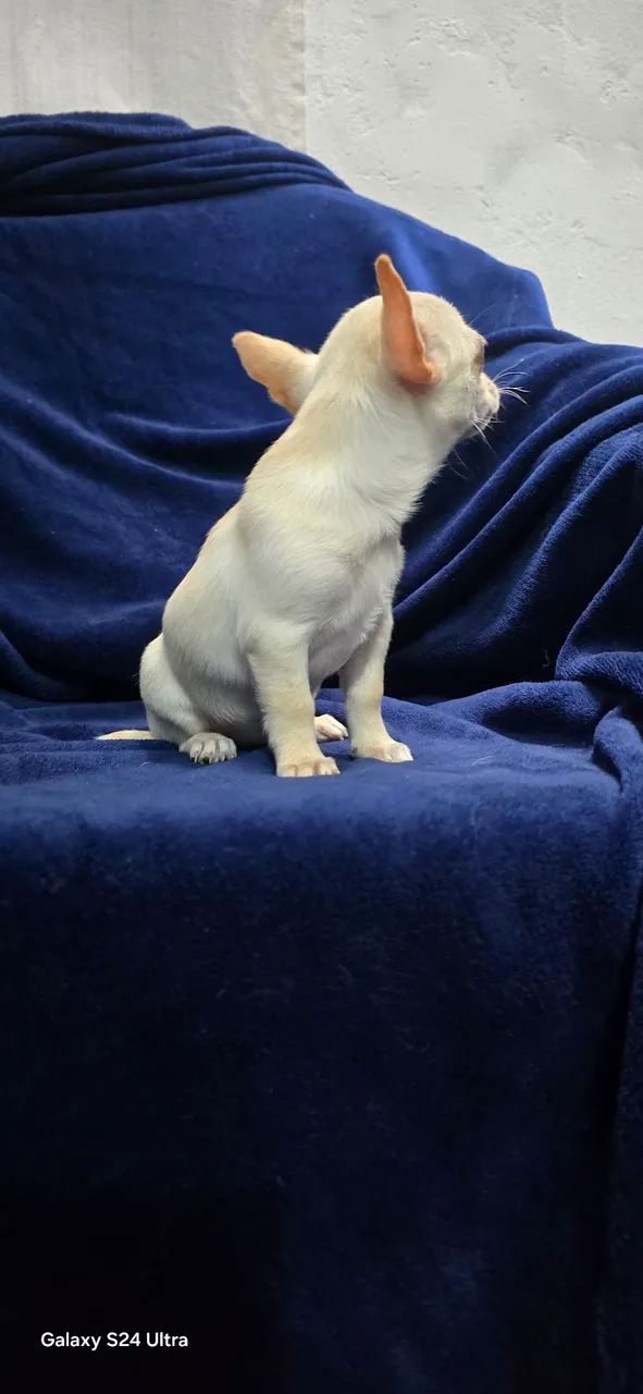 Chihuahua  - Foto 4
