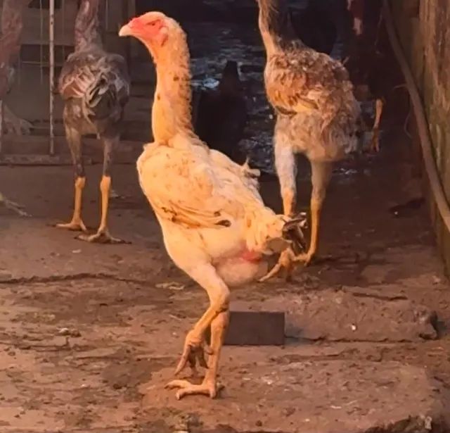1 galo + 5 galinhas indio gigante - R$ 500,00