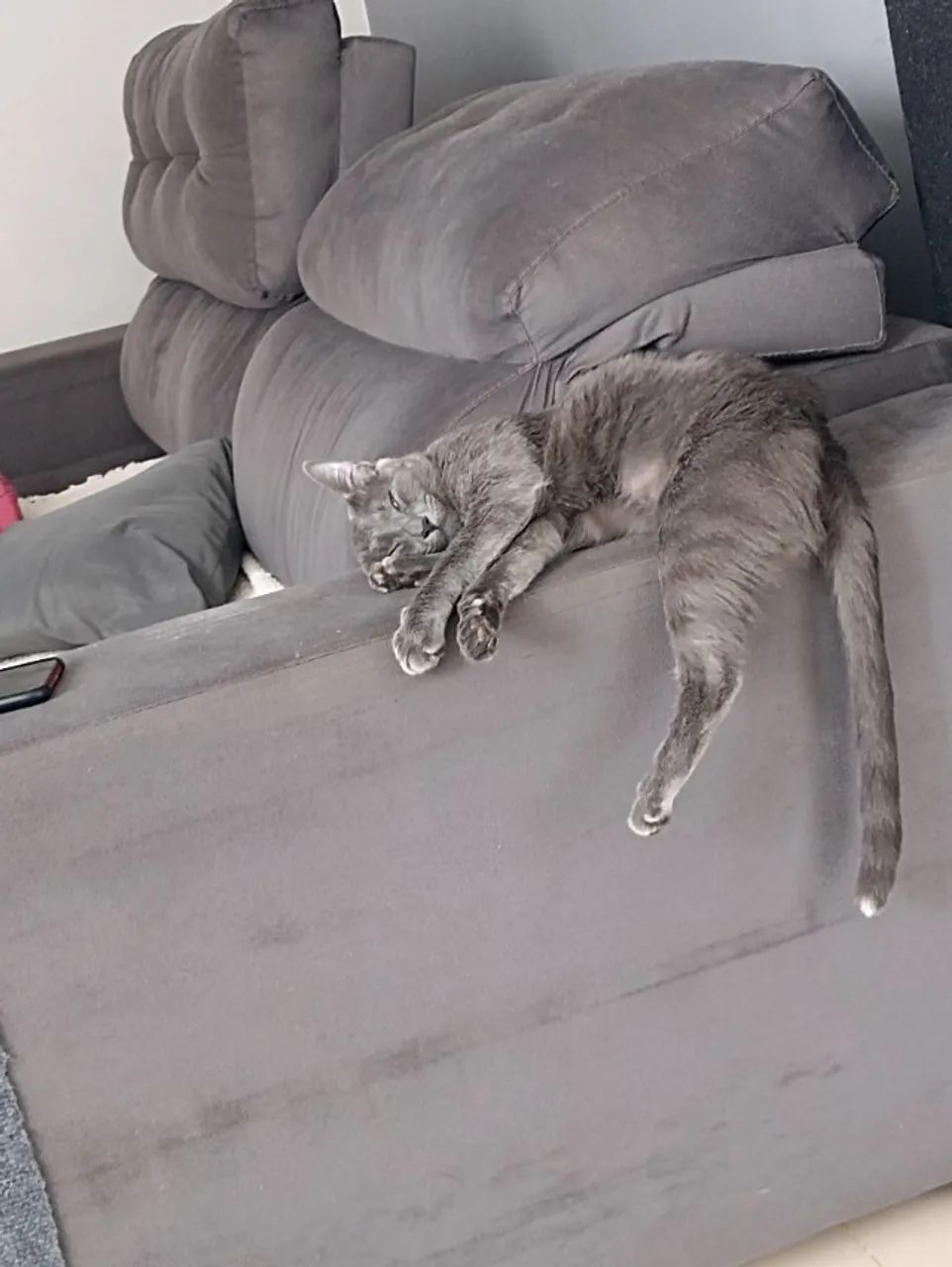 Gato - Foto 3