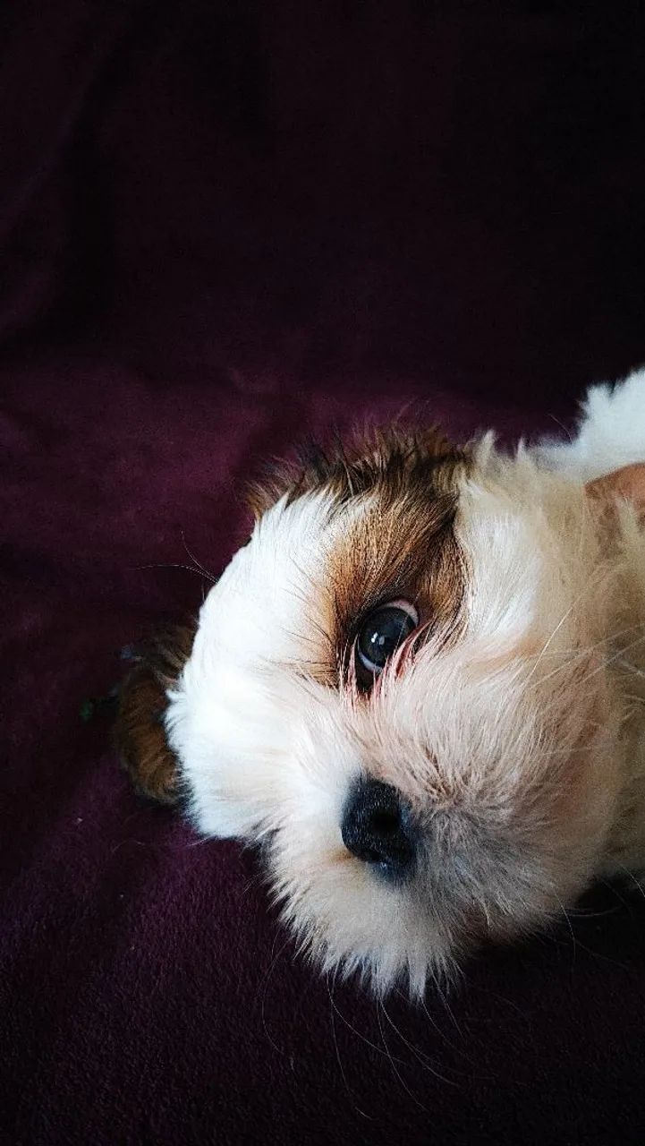Shitzu pai e mãe mesma raça  - Foto 2