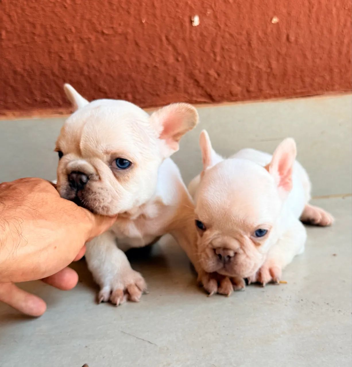 Bulldog Francês  - Foto 3