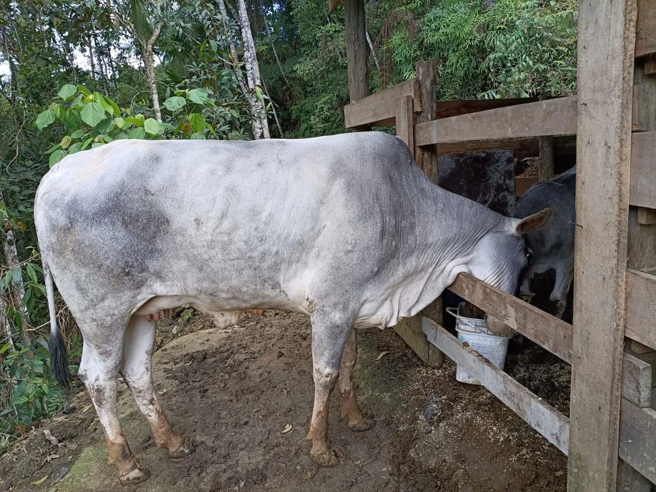 Vaca nelore - Foto 3