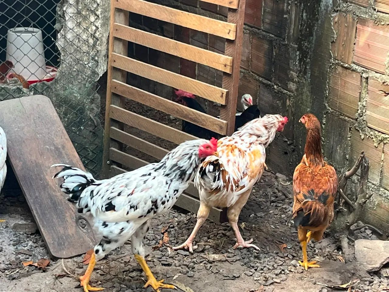 Frango de capoeira  - Foto 3