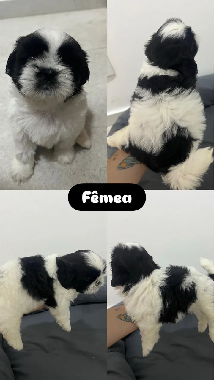 Filhotes de shitzu entrega imediata
