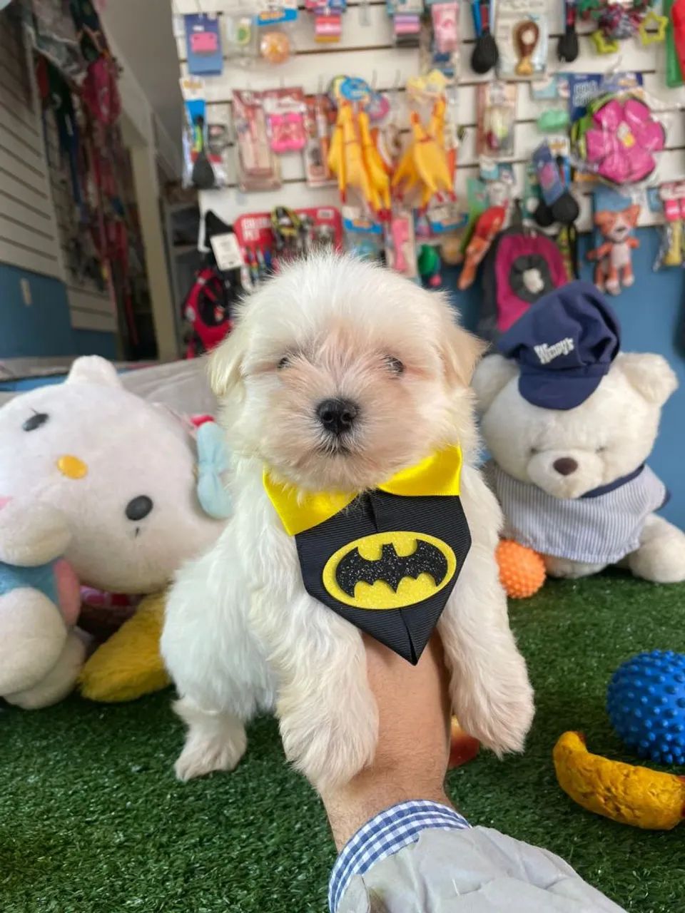 Maltês macho mini a pronta entrega 
