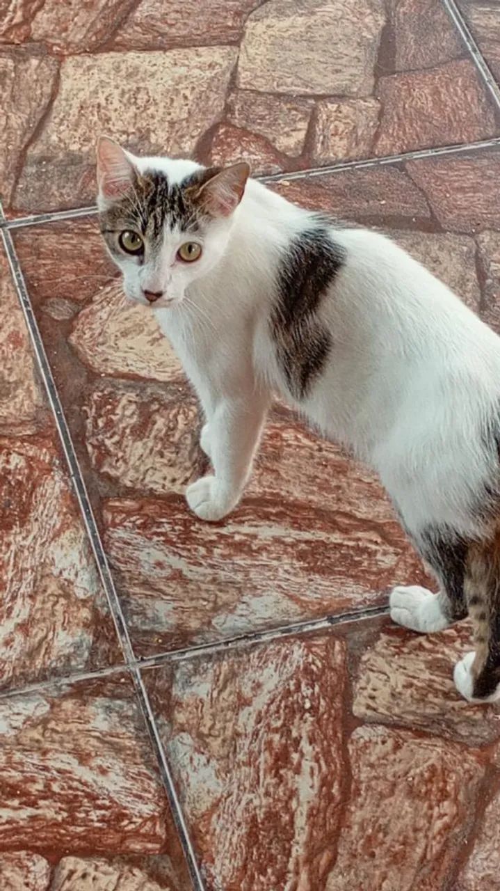 Gatinhos para adotar 2,4 meses - Foto 2