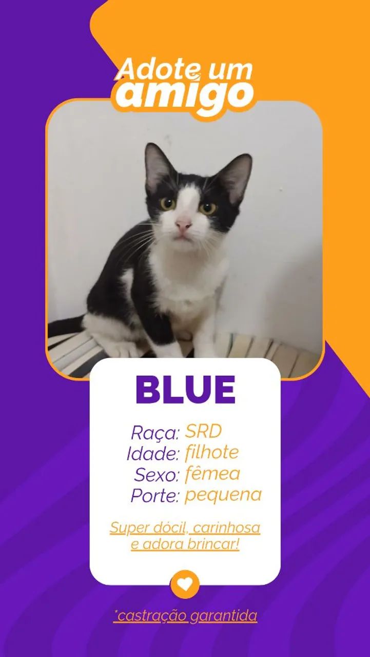 adoção responsável  - Foto 2