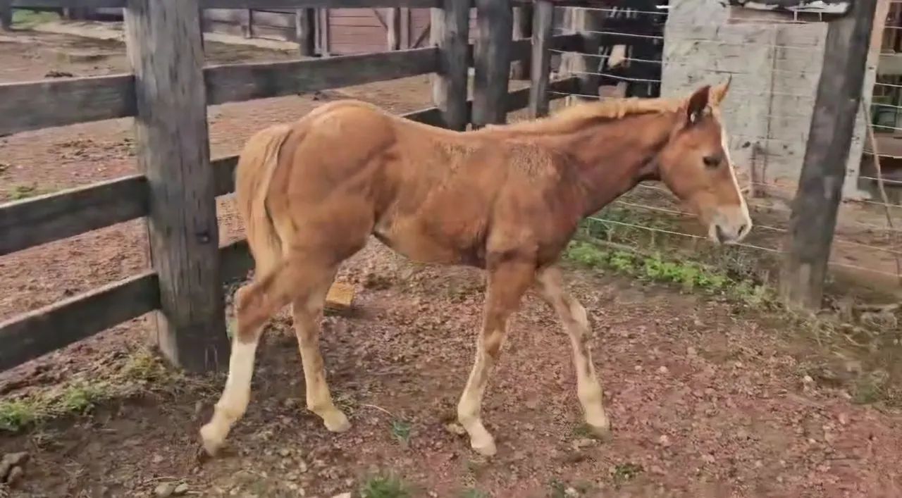 Potro Quarto de Milha (Qm) - Foto 3