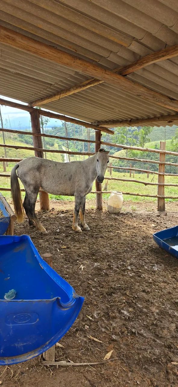 Égua  - Foto 2