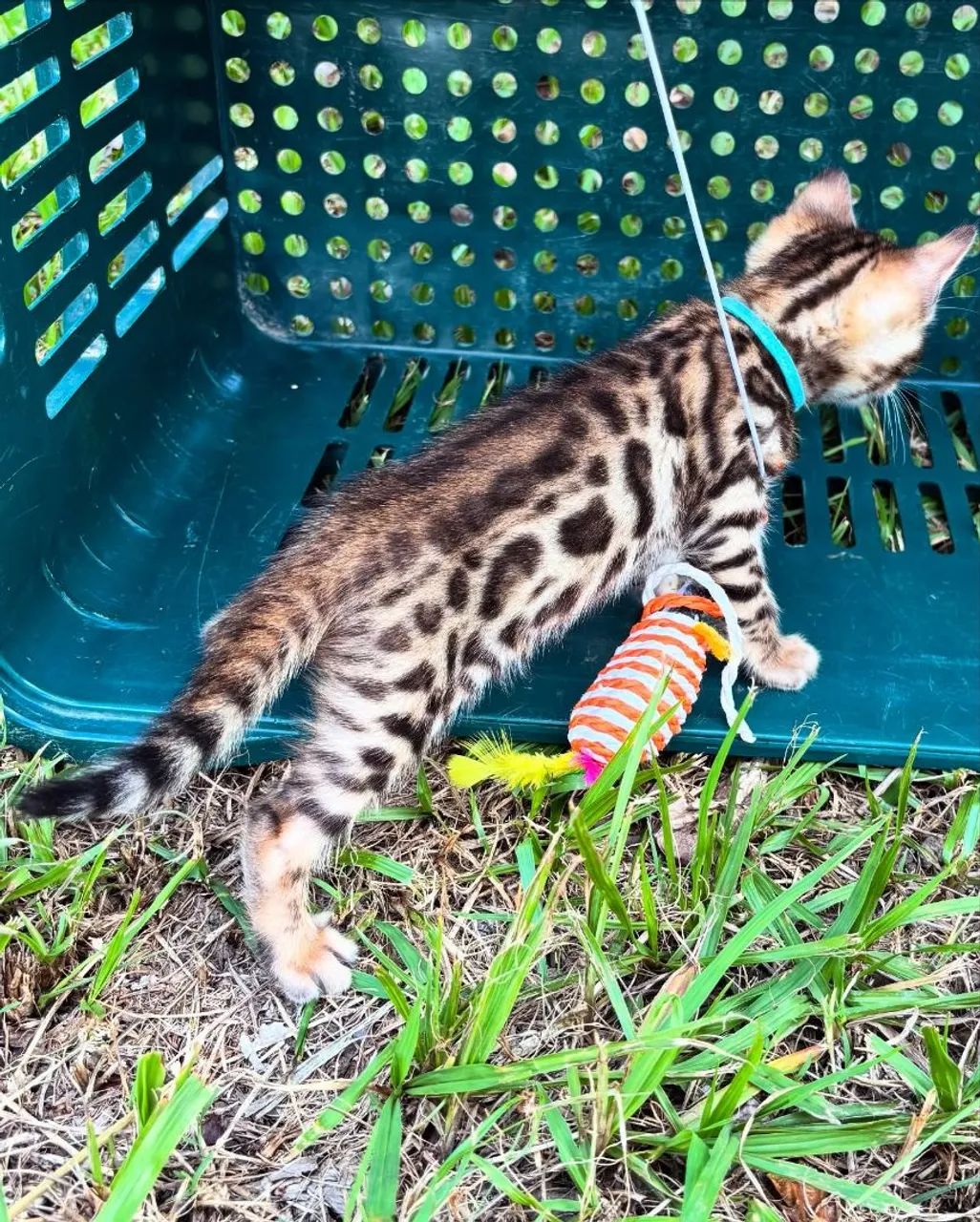 BENGAL CAT FÊMEA  - Foto 3