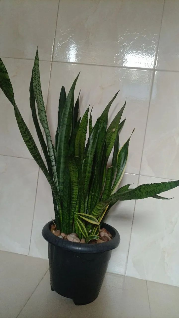 Vende se - Foto 5