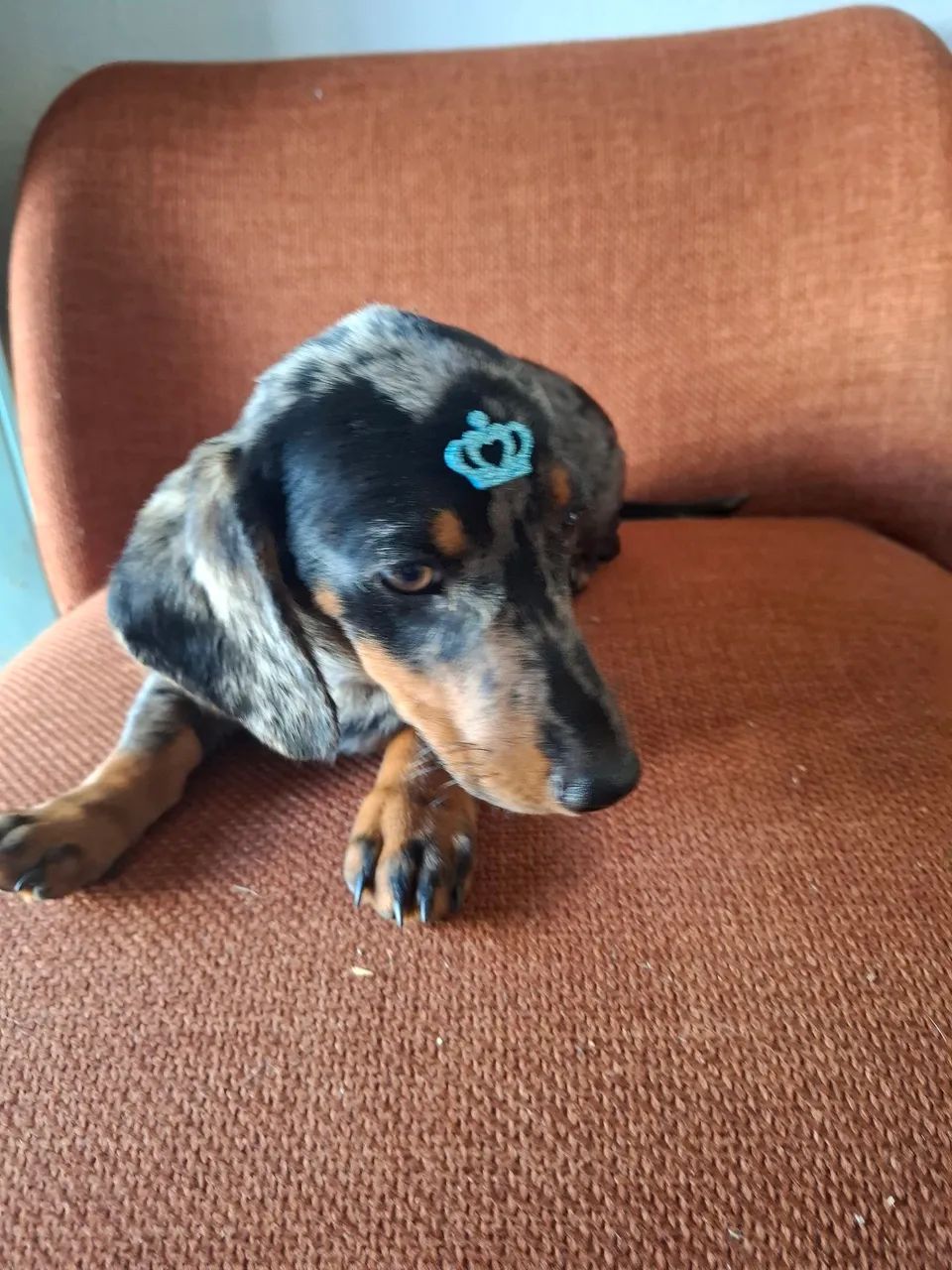 Macho Daschund Alerquim prata